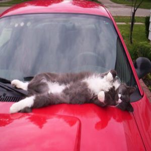 Gatos dormem em qualquer lugar, e essas imagens provam isso #3