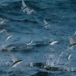 Será que peixes podem voar?