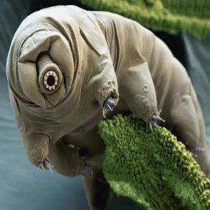 10 Animais com superpoderes reais que a ciência explica (O nº 7 é simplesmente bizarro!)