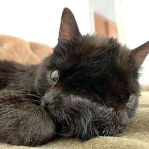 Veja animais que nasceram com diferenças genéticas interessantes