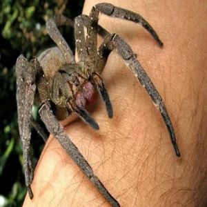 Aranhas mais venenosas do Brasil