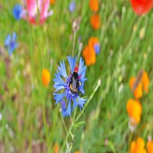 O Parque Natural Saar-Hunsrück está florescendo