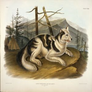 Conheça as raças de cães que foram extintas