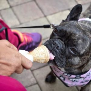 3 receitas de sorvete para cães para refrescar sem prejudicar a saúde