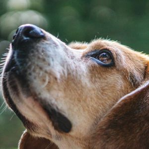 Cuidados Essenciais para o seu Cachorro: Guia Completo para Todas as Fases da Vida