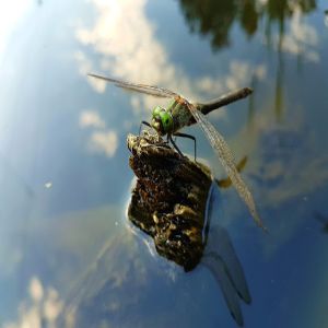 Os insetos e sua conquista dos habitats