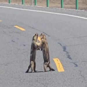 Briga de marmotas causa congestionamento, em rodovia, na China
