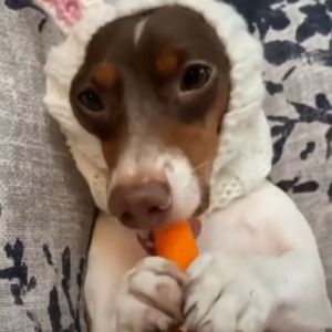 Esse cãozinho comendo cenoura vai te conquistar!