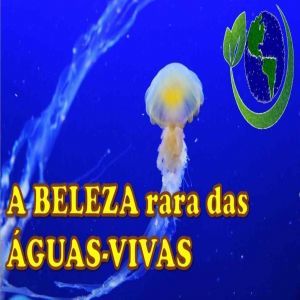 A beleza rara das ÁGUAS-VIVAS