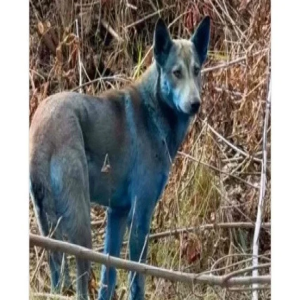 Cães de pelo azul são avistados na zona de exclusão de Chernobyl