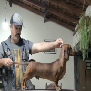 Competição internacional de cães de raça