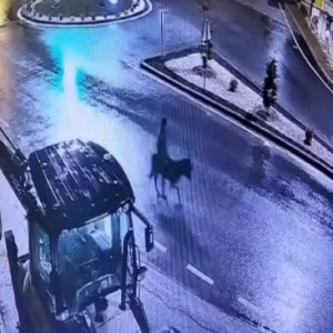 Ladrão rouba joalheria e foge montado em burro