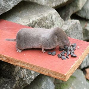 Conheça os animais com os venenos mais potentes conhecidos