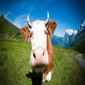 Dinamarca vai taxar arrotos e peidos de vacas