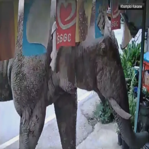 Elefante invade loja e 