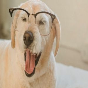 É Possível Saber Quais São Todas as Raças de Cachorro Existentes?