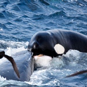 ‘Gangue’ de 75 orcas mata baleia-azul em cena apavorante