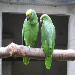 30 fatos fascinantes sobre a Amazônia