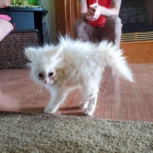 Confira a reação de animais que fizeram algo pela primeira vez #6