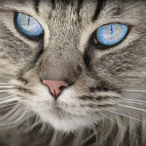 Algumas curiosidades sobre a palavra Gato