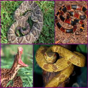 Serpentes: saiba as espécies perigosas e o que fazer se for picado por uma cobra