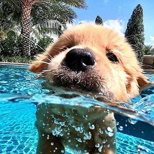 Animais de estimação que vão alegrar seu dia