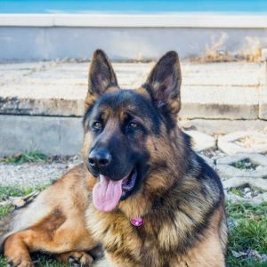 As Melhores Raças de Cachorro para Proteção Pessoal: Segurança e Companheirismo em um Pacote Leal