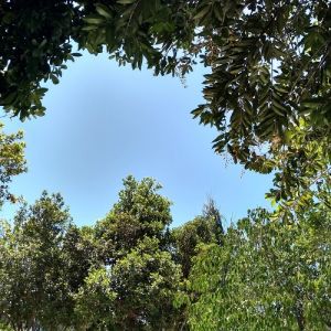 A criação - como tudo começou?