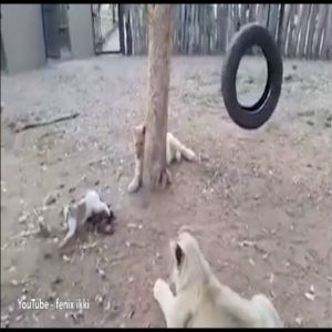 Cachorrinho mostra para leões quem é que manda