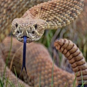 Conheça as principais espécies de cobras brasileiras