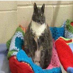 Qual seria o peso ideal para o seu gato?