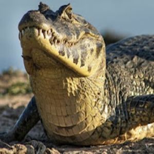 Conheça algumas curiosidades sobre os jacarés