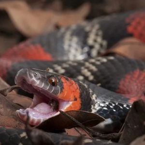 Como identificar uma cobra coral