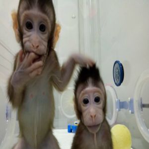 3 Animais que foram clonados com sucesso por cientistas