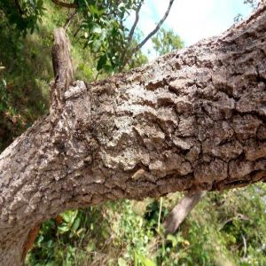 A quinina contra a Malária