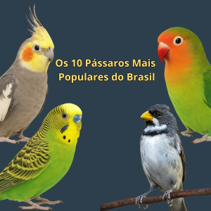 Os 10 Pássaros Mais Populares do Brasil