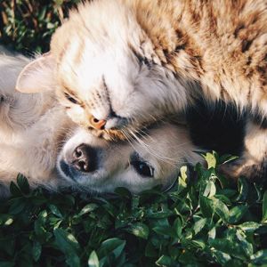 5 dicas para melhorar a qualidade de vida dos pets