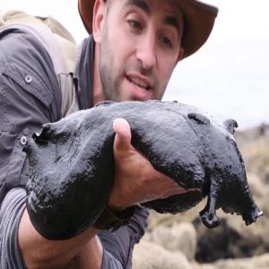 A maior lesma do mundo!