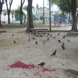 Praga urbana que prejudica a saúde humana