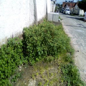 Calçada tomada pelo mato e blocos de cimento