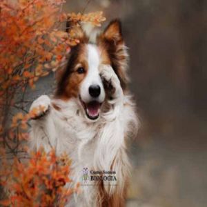 10 doenças que cachorros podem detectar 