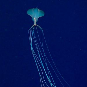 Imagens impressionantes de uma lula bigfin