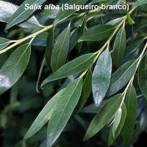 Salgueiro: para que serve, propriedades, modo de uso, efeitos colaterais e contraindicações