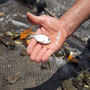 Pesca predatória ameaça biodiversidade