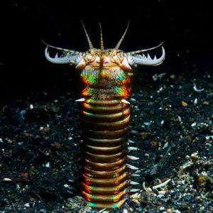 Cientistas encontraram evidências de vermes gigantes