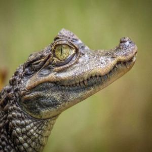 Crocodilos vs. Jacarés: Quem é Quem?