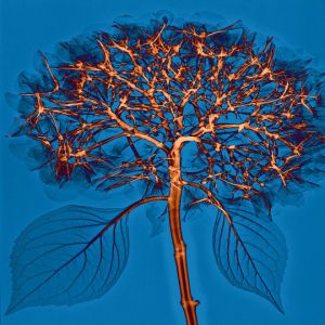 Veja como são interessantes alguns raios-x de flores e plantas