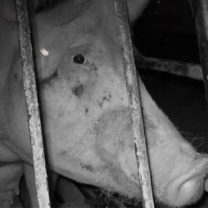 Os animais também esperam pelo novo normal