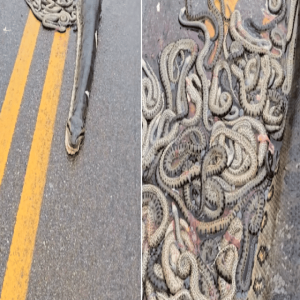 Sucuri grávida é atropelada e 40 filhotes ficam espalhados em rodovia