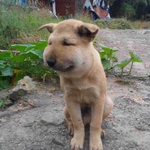 21 cachorros que aprenderam da pior maneira que não se deve comer abelhas